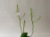 Doritis pulcherrima 'alba' (3-4 Rispen)