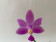 Phalaenopsis violacea 'Mentawai' (Jgpfl.)