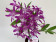 Dendrobium Rainbow Pink