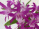 Dendrobium Rainbow Pink