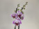 Phalaenopsis Fireworks (2 Rispen)