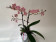 Phalaenopsis Odorion 'Peloric' (2 Rispen)