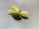 Doritaenopsis Sogo Vivien 'albo-marginata'