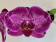 Phalaenopsis Panderosa (1-2 Rispen)