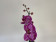 Phalaenopsis Panderosa (1-2 Rispen)