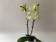 Phalaenopsis Yellow Stone (2 Rispen)