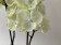 Phalaenopsis Yellow Stone (2 Rispen)