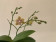 Phalaenopsis Cousteau (2 Rispen)