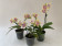 Phalaenopsis Biondoro-Sparset (3 Rispen)