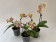 Phalaenopsis Biondoro-Sparset (1 Rispe)