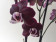 Phalaenopsis Black Widdow (2 Rispen)