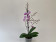 Phalaenopsis Peloric Treasure (1 Rispe)