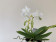 Phalaenopsis Manta Penida 'alba' (2 Rispen)