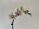 Phalaenopsis Clown's Make Up (1 Rispe)