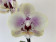 Phalaenopsis Clown's Make Up (1 Rispe)
