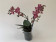 Phalaenopsis Diffusion 'Peloric' (2 Rispen)