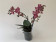 Phalaenopsis Diffusion 'Peloric' (2 Rispen)
