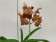 Vanda Two Tone Orange (in Knospe Blüte)