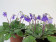 Gratisgeschenk (Petrocosmea sericea)