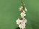 Dendrobium Sa-Nook 'Coconut Dream' (1 Rispe)