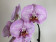 Phalaenopsis Sexy Pink (2 Rispen)