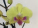 Phalaenopsis Jamaica 'Big lip' (2 Rispen)