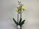 Phalaenopsis Jamaica 'Big lip' (2 Rispen)