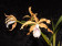 Laelia grandis