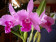 Laelia lobata