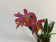 Laelia milleri x lucasiana (frisch getopft, blühstark)