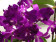 Laeliocattleya Tristar Bouquet