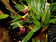 Masdevallia aureopurpurea 1