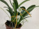 Masdevallia laucheana