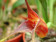 Masdevallia peristeria 1