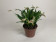 Masdevallia striatella (3-5 Blüten)