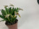 Masdevallia striatella (3-5 Blüten)
