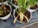 Maxillaria acutipetala