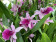 Miltonia Honolulu 'Lipstick'