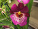 Miltoniopsis Hybride (2 Rispen)