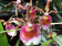 Miltonia warscewizcii