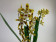 Odontocidium Remember Burkhard Holm (2 Rispen) 