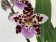 Odontoglossum Crispy Pink (2 Rispen)