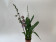 Odontoglossum Crispy Pink (2 Rispen)