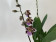 Odontoglossum Crispy Pink (2 Rispen)