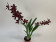 Odontoglossum Purple Sky (2 Rispen)