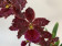 Odontoglossum Purple Sky (2 Rispen)