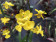 Oncidium Lemon Tree