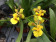 Oncidium longipes