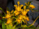 Oncidium meirax