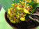 Oncidium nanum